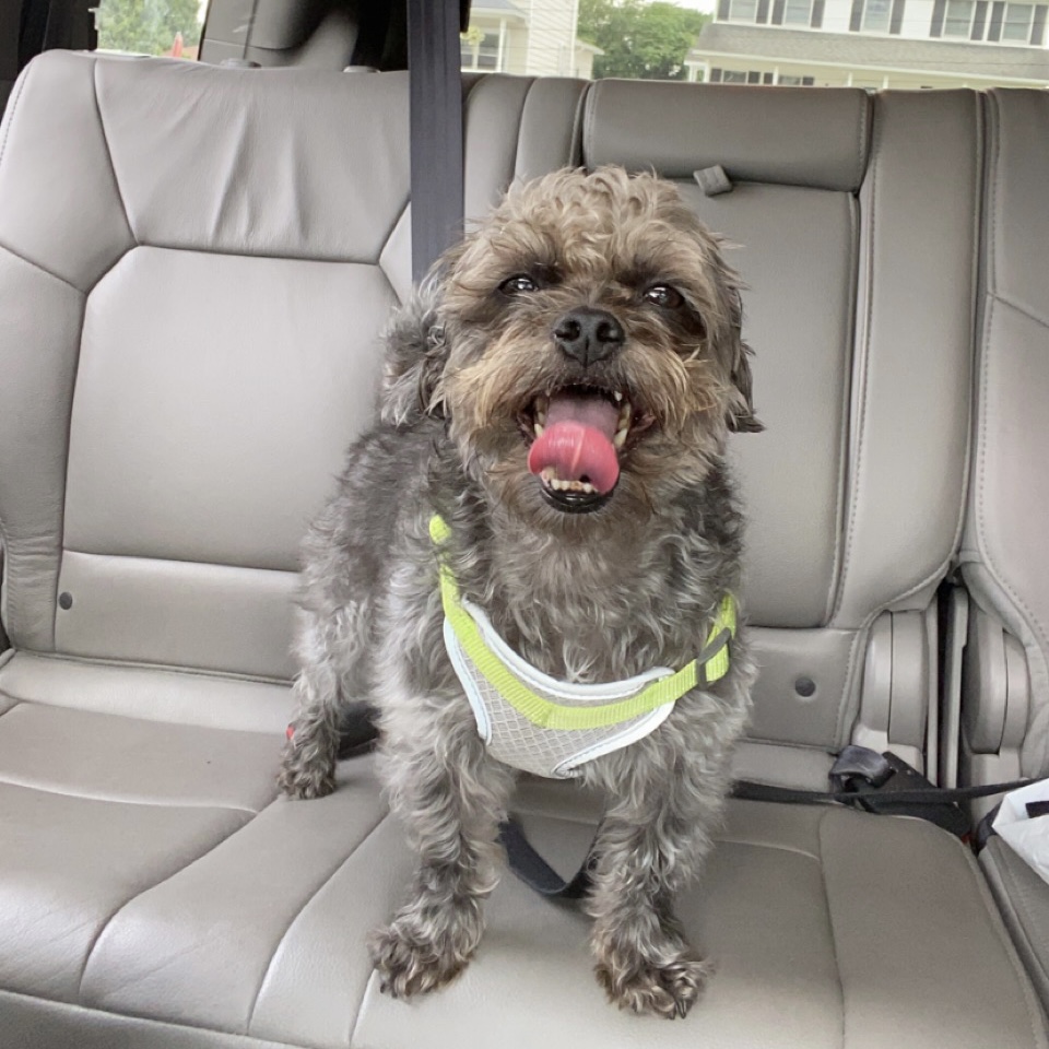 My dog on a summer vacation